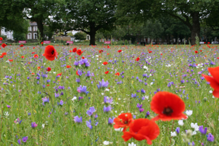 London Fields Poppy