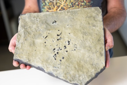 Dr Stig Walsh with a cast of the Breugnathair elgolensis fossil. Image © Duncan McGlynn  (5)