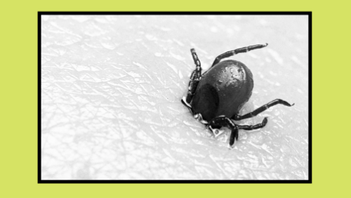 Lyme Disease - Stakeholder Toolkit