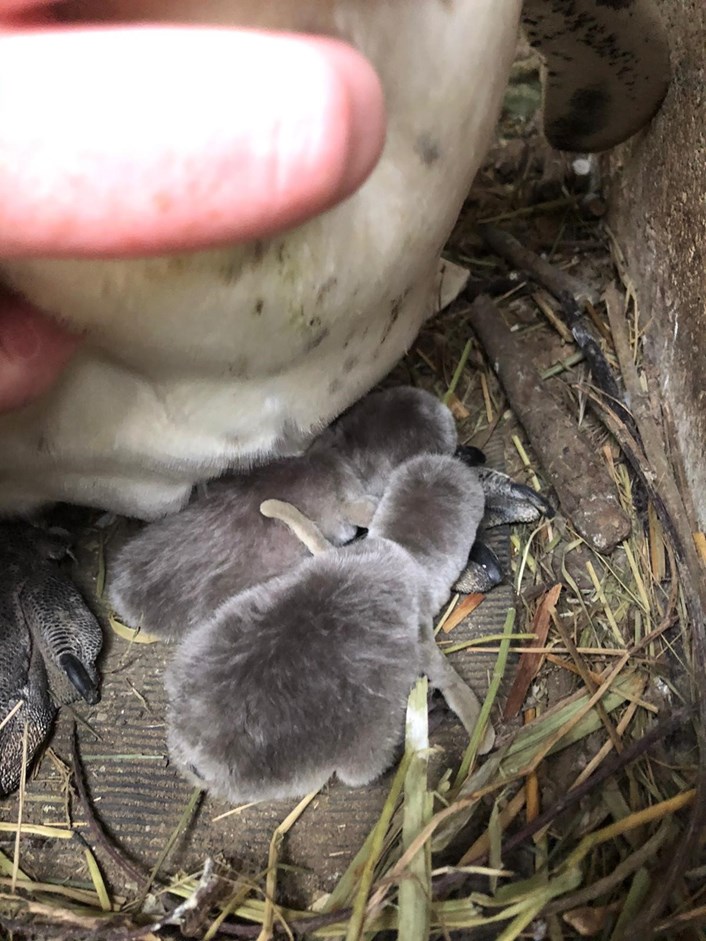 Lotherton penguin chicks: The penguin chicks at Lotherton when they were just one day old after hatching during lockdown,