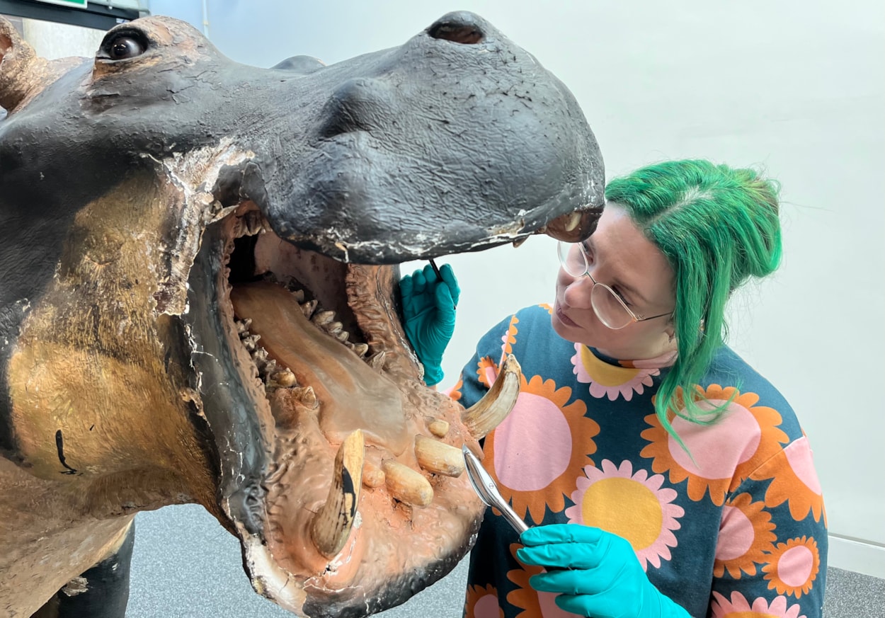 Hippo conservation: Lucie Mascord, a specialist conservation officer at Lancashire County Council's Conservation Studios made the trip to Leeds to carry out the work on Billie, the 99 year-old hippo at Leeds Discovery Centre.