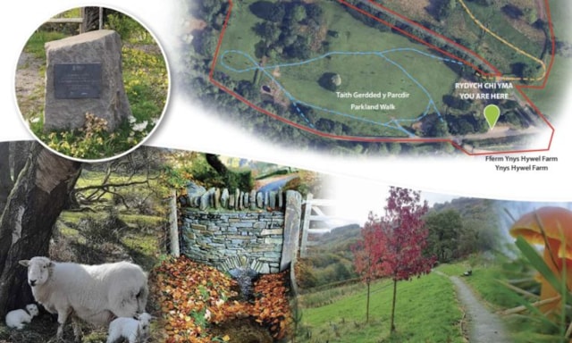 Ynys Hywel Covid Memorial Woodland