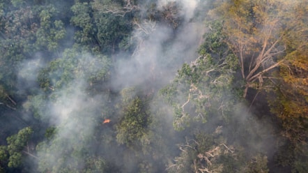 University of Cumbria academic contributes expertise on seed dispersal to new Amazon rainforest study-11