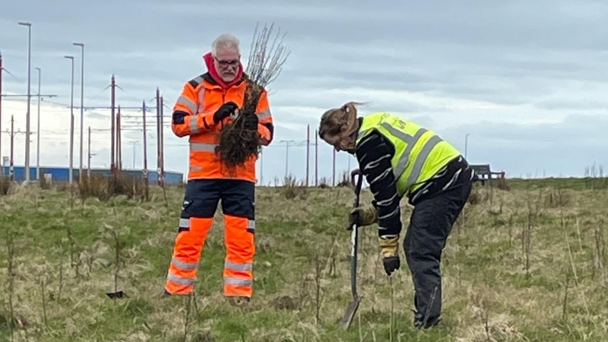 Tree planting1 cropped