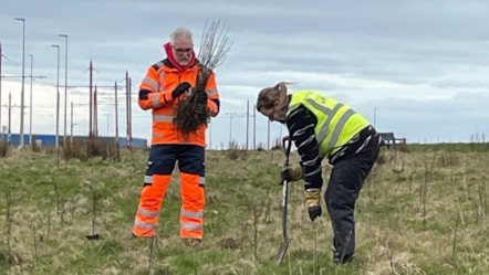 Tree planting1 cropped