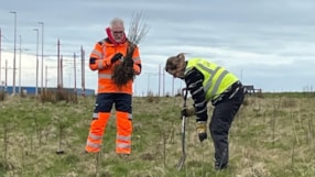 Tree planting1 cropped