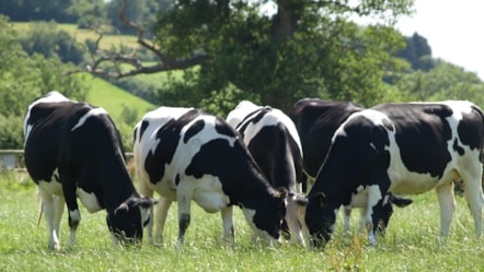cows in field