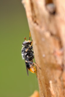 Pine hoverfly - Lorne Gill