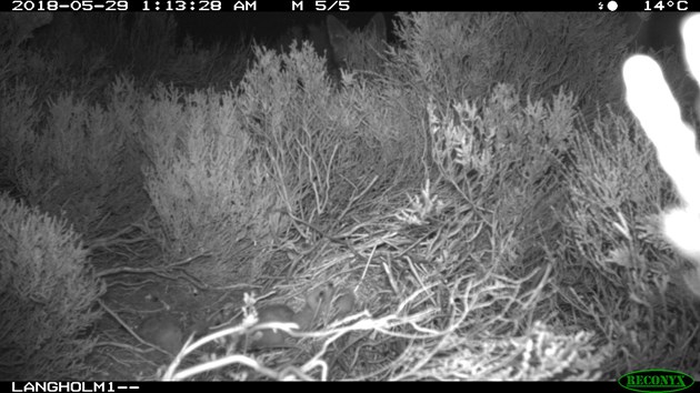 Fox hidden behind hen harrier nest