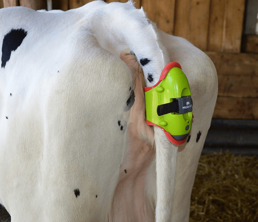 The Moocall wearable health sensor. Image © Moocall (1)-2