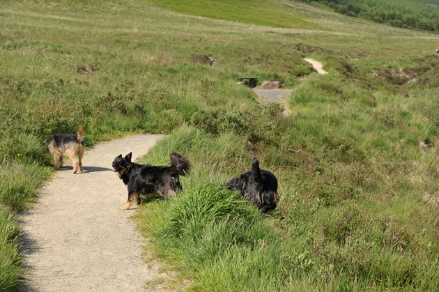 Dogs off their leads ©Lorne Gill-NatureScot