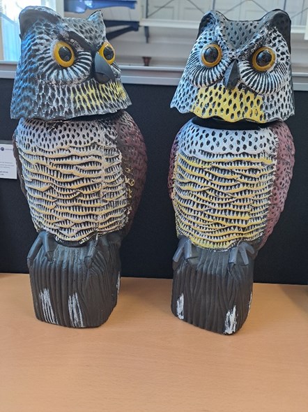 This image shows the plastic owls that are being used at Morpeth station