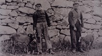 st kildans with soay sheep