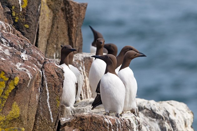Avian flu causes another challenging summer for seabirds: Guillemots  on the Isle of May NNR