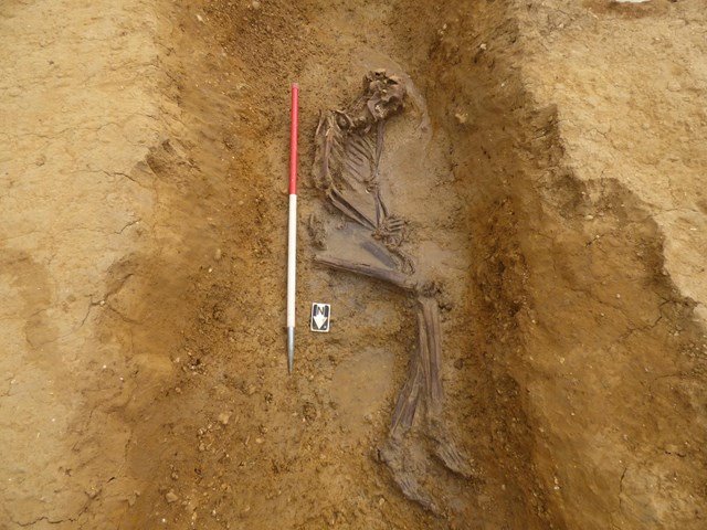 The excavated burial ©MOLA Headland Industry (as seen in Current Biology)