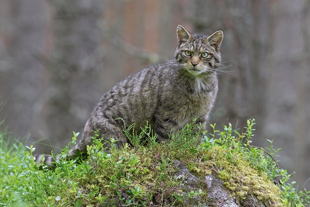 SWA to work in the five areas which are of most benefit to Scottish wildcat preservation: Cairns-wildcat-38