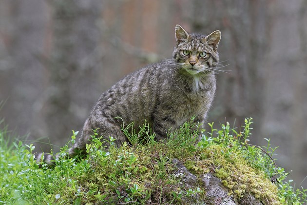 Cairns-wildcat-38