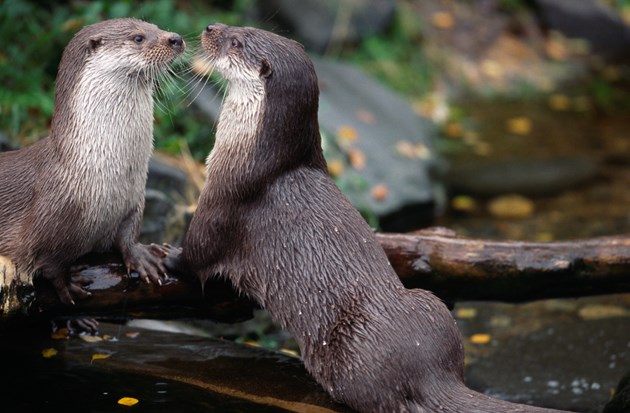 Captive European otters: Captive European otters ©Lorne Gill/SNH