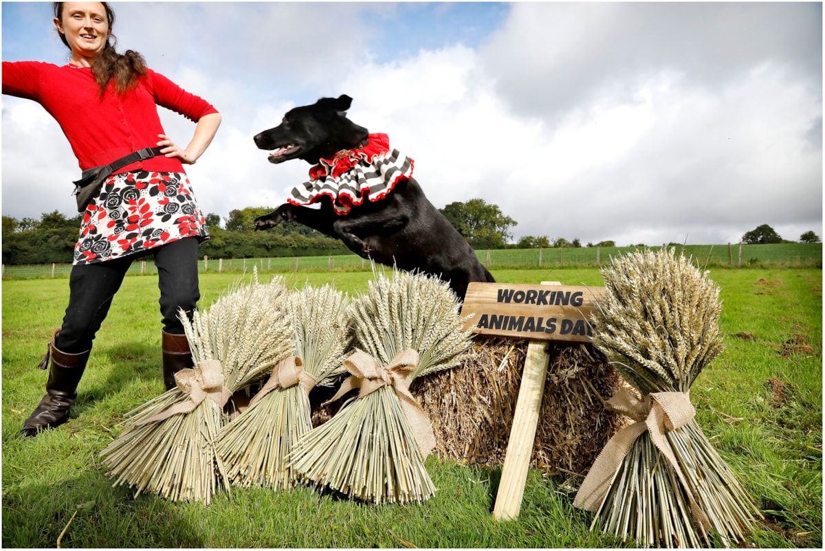 WorkingAnimalDay3