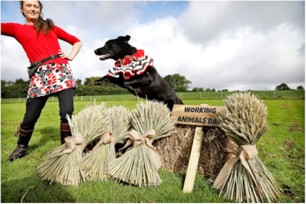 WorkingAnimalDay3