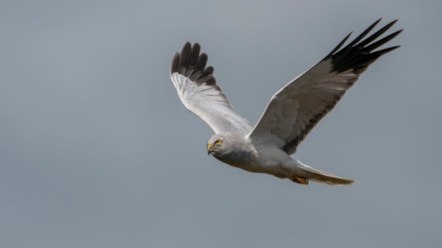 A hen harrier, by Lee O'Dwyer Photography.