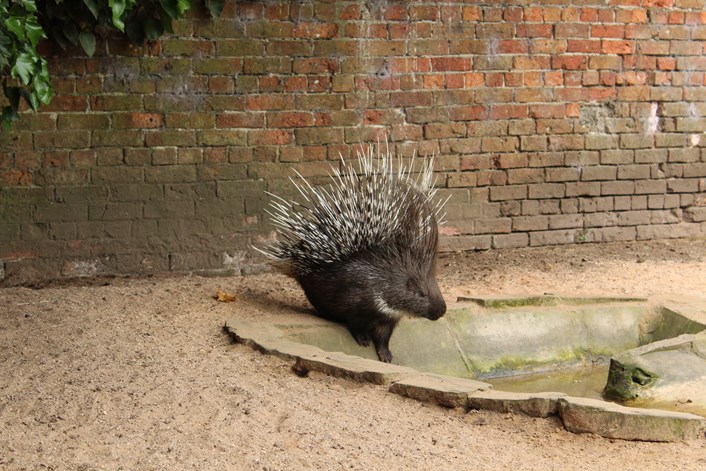 Lotherton’s porcupine rescue proves where there’s a quill, there’s a way: porcupine1-788962.jpg