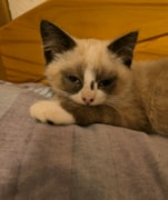 Biscuit at home: Biscuit at home