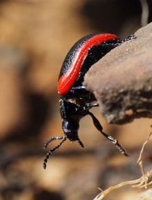 Leaf Beetle Chrysolina latecincta Alastair Forsyth (1): Leaf Beetle Chrysolina latecincta Alastair Forsyth (1)