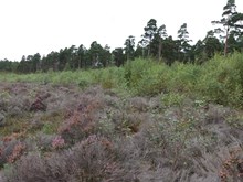 Regenerating trees growing on the bog prior to restoration work ©NatureScot