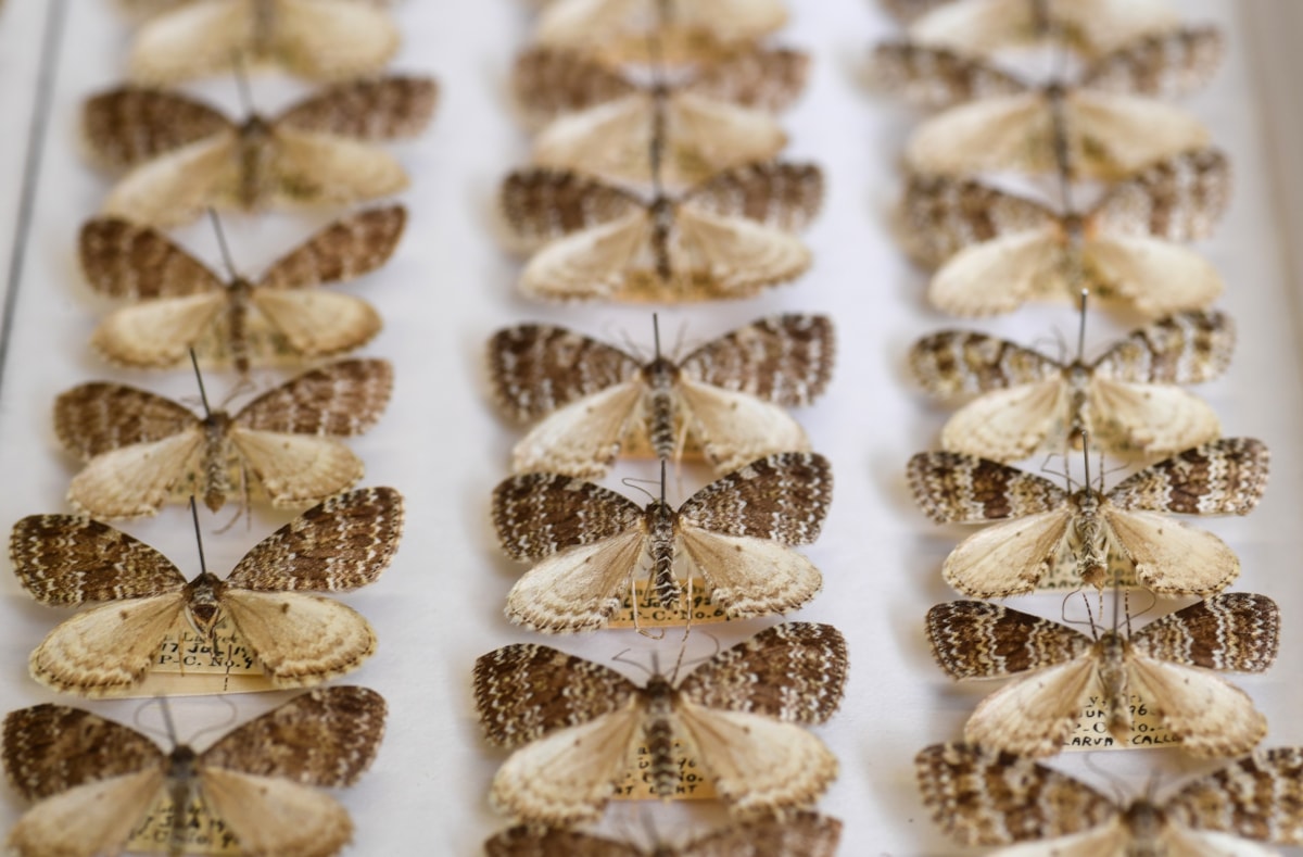 Moths from National Museums Scotland's collection, which will be digitised as part of the DiSSCo UK project. Image copyright Neil Hanna-5