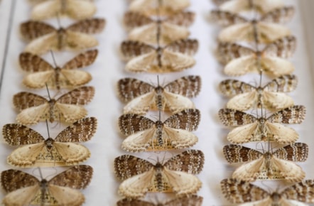 Moths from National Museums Scotland's collection, which will be digitised as part of the DiSSCo UK project. Image copyright Neil Hanna-5