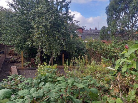 Vegetables growing at Barrow memorial garden