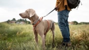 Dog on a lead Pic: Dog on a lead Pic