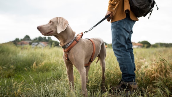 Torridge District Council votes to extend the existing Public Spaces Protection Order in relation to control for dogs: Dog on a lead Pic