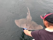 Flapper skate at surface with angler - credit Fenella Wood, University of Aberdeen: Flapper skate at surface with angler - credit Fenella Wood, University of Aberdeen