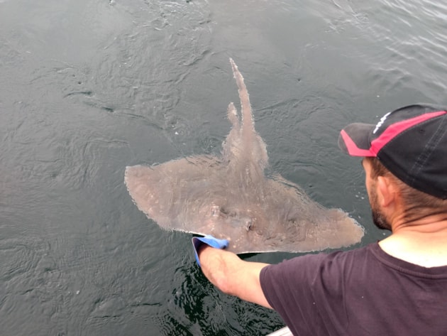 Flapper skate at surface with angler - credit Fenella Wood, University of Aberdeen