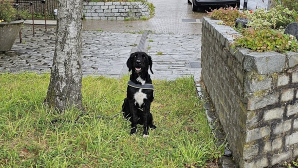 Detection dog Boo helps seize counterfeit tobacco products in Renfrewshire: Boo the Detection Dog (1)