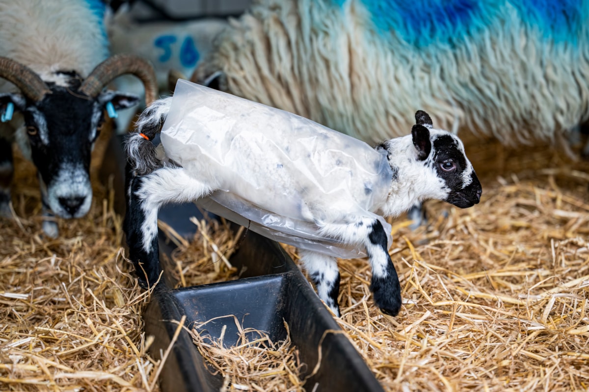 A lamb wears a 'raincoat' at the National Museum of Rural Life. Photo © Andy Catlin (1)