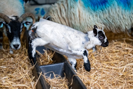 A lamb wears a 'raincoat' at the National Museum of Rural Life. Photo © Andy Catlin (1)