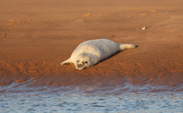 Forvie seal pup ©Catriona Reid/NatureScot