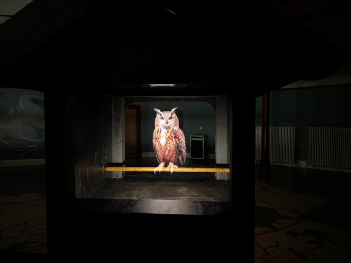 Bird Song (Owls) - Lou Chapelle-2: The piece at Leeds City Museum sees three magnificent European eagle owls brought to life as glowing holograms within sculptural birdhouses.