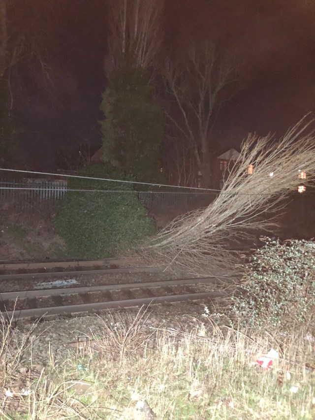 Tree fallen on overhead electric wires at St Albans