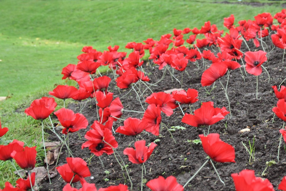 Poppies