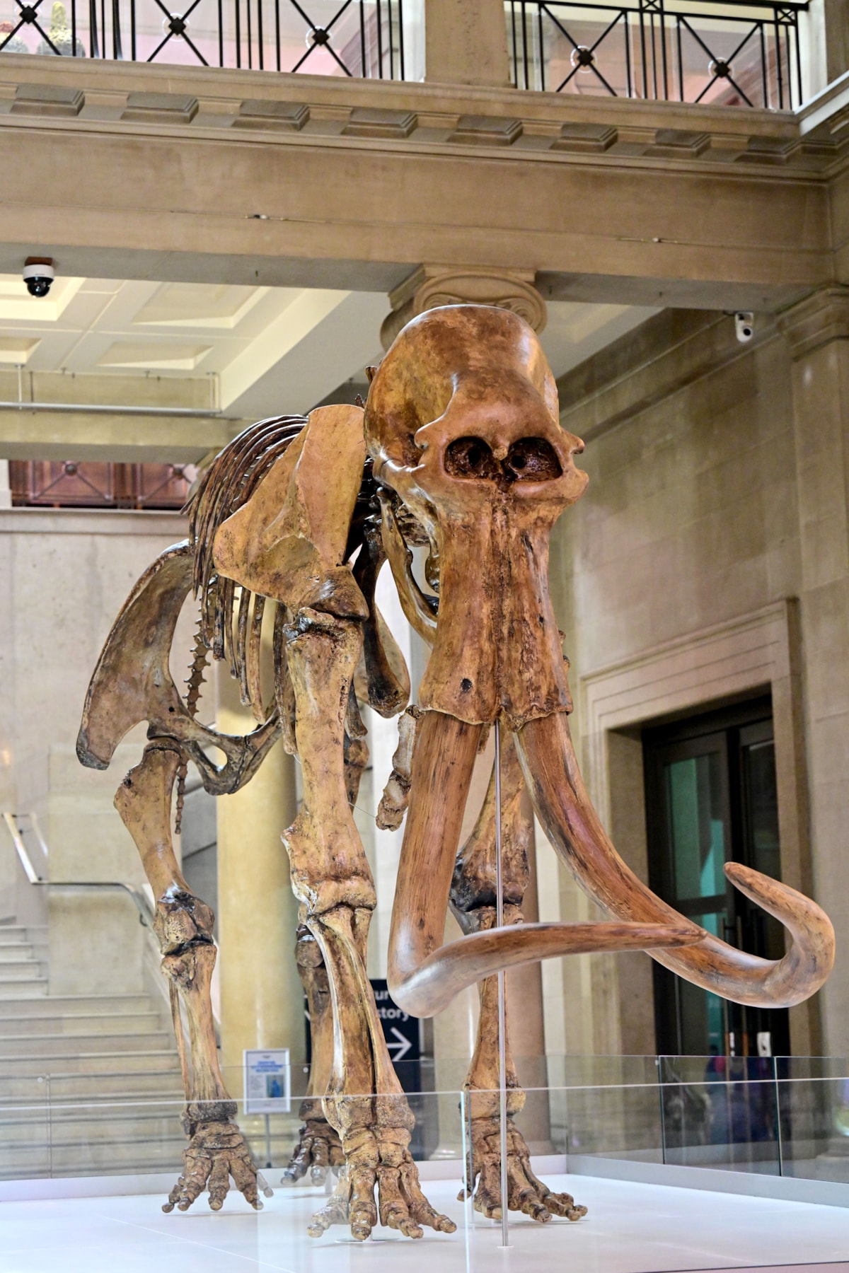 WNS 240325 3D Printed Mammoth 048