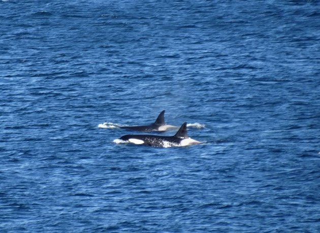 Killer Whales at the Isle of May: Killer whales spotted from the Isle of May on 28 May 2015.
