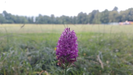 A pyramidal orchid growing in Palmer Park