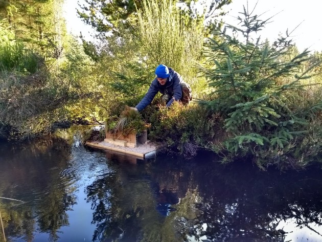 Call for volunteers to tackle invasive American mink in Moray and Nairnshire: SISI - Mink trap setting - free use picture