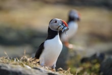 Puffin with sandeels ©Catriona Webster NatureScot: Puffin with sandeels ©Catriona Webster NatureScot