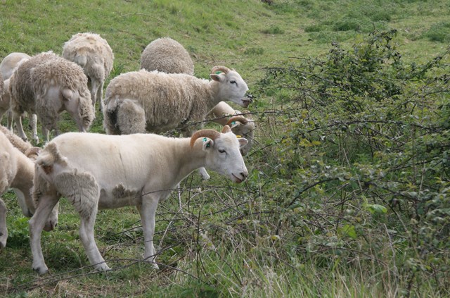 SHEEP SHEAR COST OF MAINTAINING RAILWAY BEAUTY SPOT: Sheep at Great Stukeley SSSI, Huntingdon