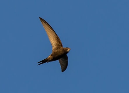 Swift in flight - Cyflym yn hedfan